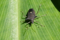 Proxys albopunctulatus