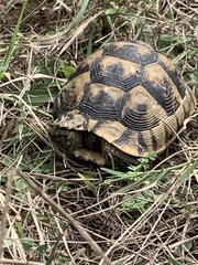 Testudo graeca ibera