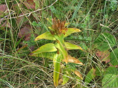 Gentiana cruciata