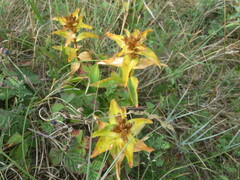 Gentiana cruciata