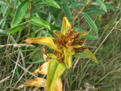 Gentiana cruciata