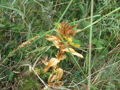 Gentiana cruciata