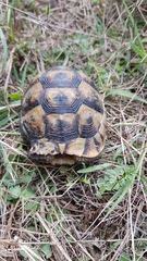Testudo graeca ibera