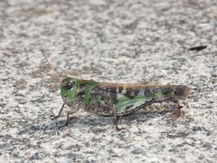 Oedaleus infernalis