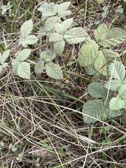 Testudo graeca ibera