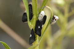 Membracis