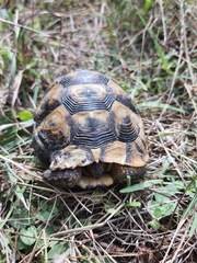 Testudo graeca ibera