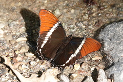 Siproeta epaphus