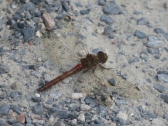 Sympetrum vulgatum