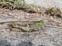 Oedaleus infernalis