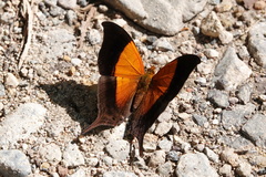 Marpesia furcula