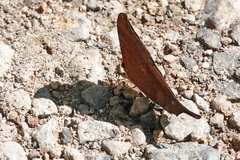 Marpesia furcula