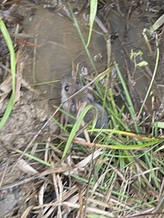 Muroidea