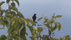 Dicrurus macrocercus