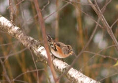Fringilla montifringilla