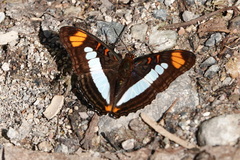 Adelpha