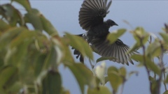 Dicrurus macrocercus