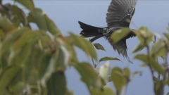 Dicrurus macrocercus