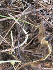 Muroidea