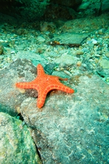 Pentagonaster duebeni