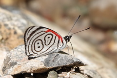 Diaethria