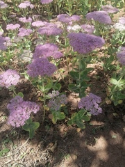 Hylotelephium spectabile