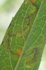 Liriomyza eupatoriella