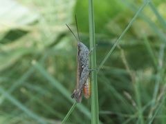 Chorthippus maritimus maritimus