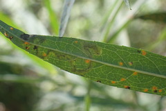 Liriomyza eupatoriella