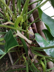 Philodendron burle-marxii