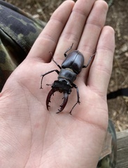 Lucanus cervus