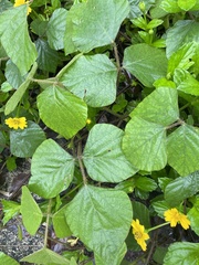 Neustanthus phaseoloides