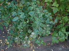 Erysiphe berberidis