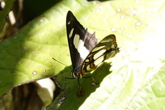 Metamorpha elissa