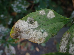 Erysiphe berberidis