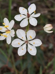 Burchardia congesta