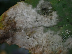 Erysiphe berberidis