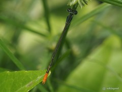 Agriocnemis femina oryzae