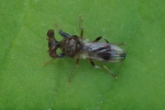 Sphyracephala brevicornis