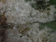 Erysiphe berberidis