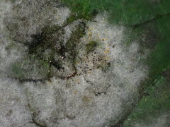 Erysiphe berberidis