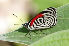 Diaethria