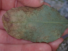 Erysiphe berberidis
