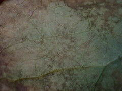 Erysiphe berberidis