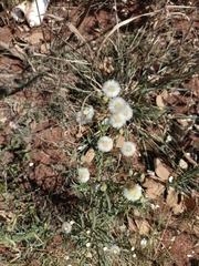 Erigeron bonariensis