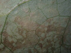 Erysiphe berberidis