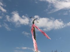 Sympetrum infuscatum