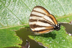 Arawacus separata