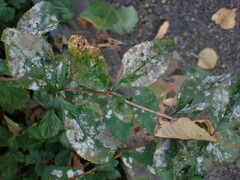 Erysiphe berberidis