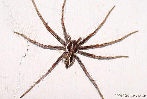 Thanatus vulgaris (Checklist of Spiders of San Diego County) · iNaturalist